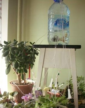 Druppel water voor bloemen binnenshuis