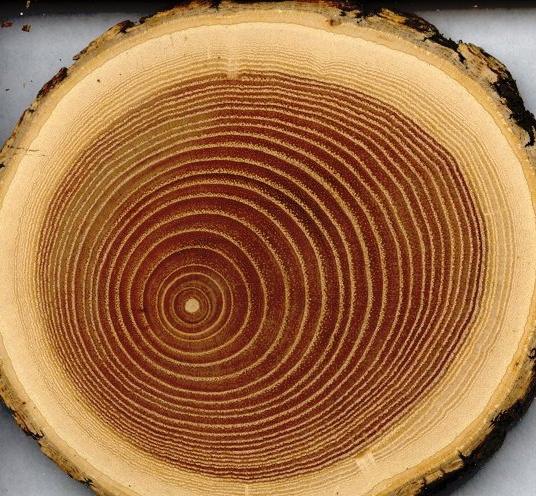 Drewno - materiał dany przez naturę
