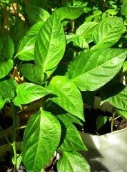 Användbara tips för odling av pepparplantor