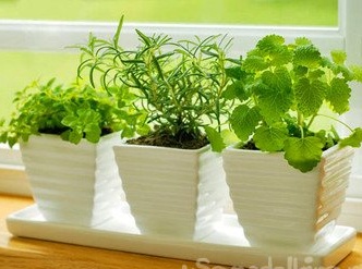 Gröna i fönsterbrädan - en källa till vitaminer när som helst på året