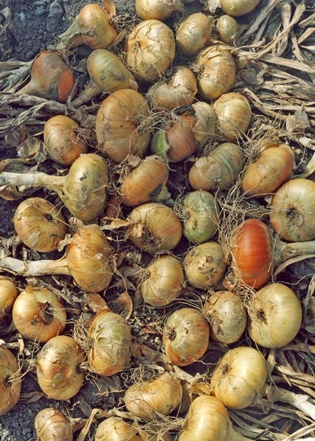 Cultiver des oignons de sevka