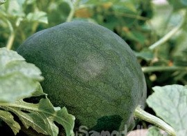 Sådan dyrker du en vandmelon i din have