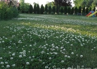 Do-it-yourself blooming lawn - how to grow a Moorish lawn or clover lawn
