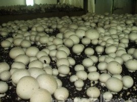 Vi odlar champignon på egen hand!