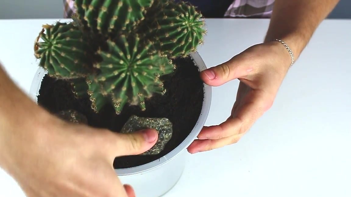 Cómo hacer un caché de cactus
