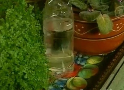 Homemade device for watering flowers
