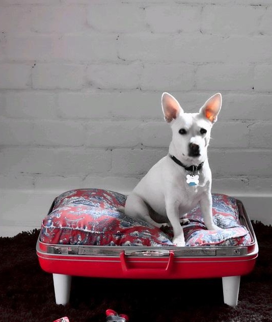 Design Pet Bed from Suitcase