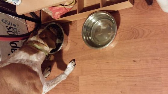 Stół dla psa DIY w kształcie kości