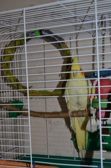 DIY houpačka pro papouška