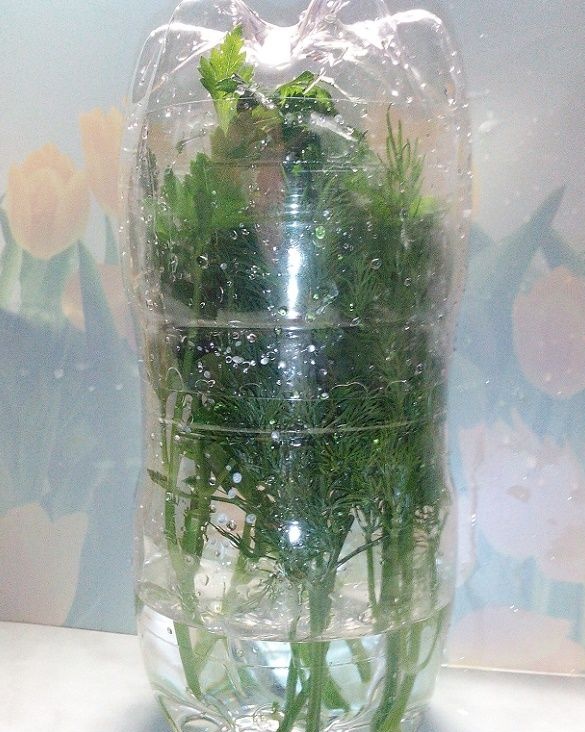 Le conteneur pour stocker les légumes verts à partir d'une bouteille en plastique