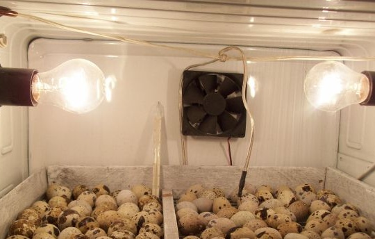 DIY incubator from the refrigerator