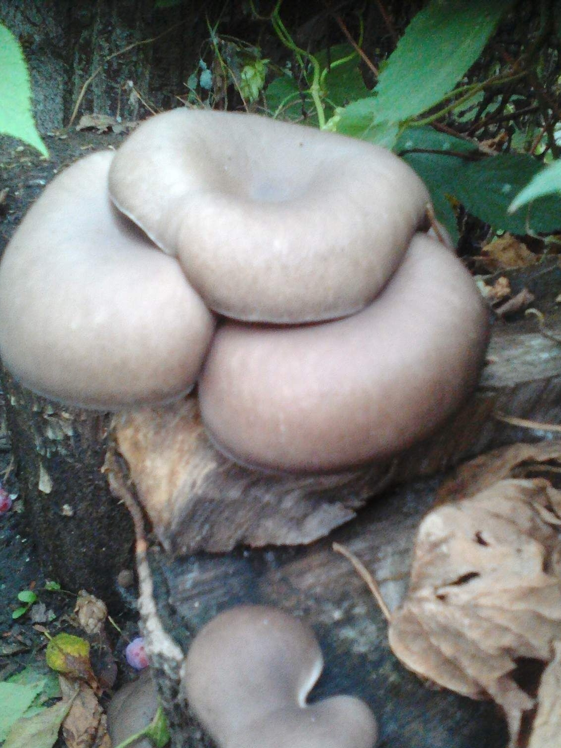 DIY-paddenstoelenbed in het land