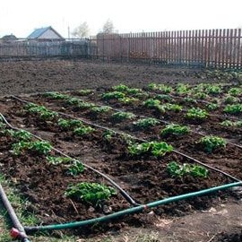 DIY drip irrigation