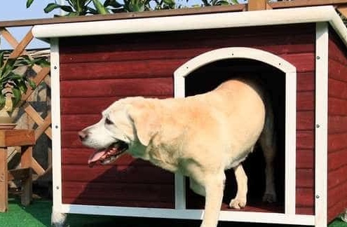 DIY silta suņu māja