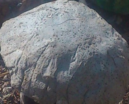 „Селски гъби“ от останките от бетон или хоросан