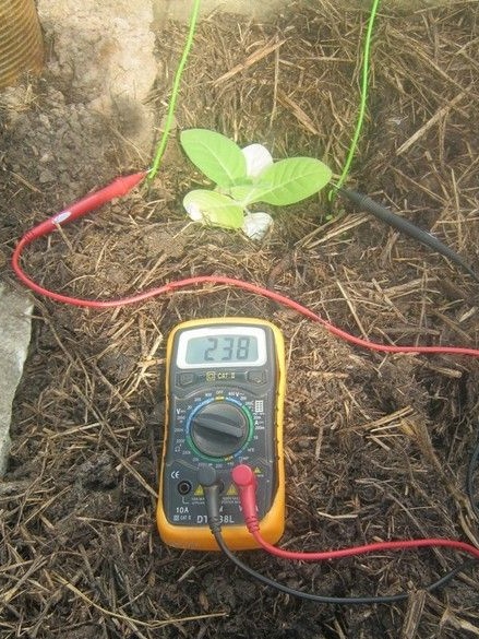Опитът за стимулиране на растенията с електричество и устройство за него