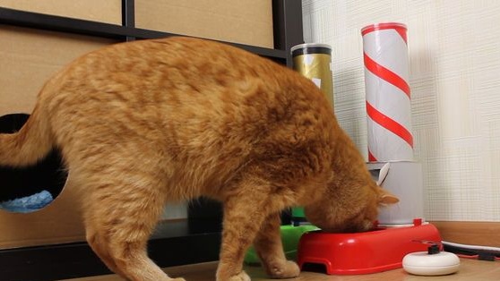 Automatyczny podajnik dla kotów na Arduino