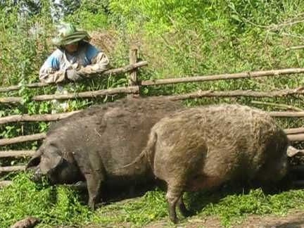 Rantai-pautan sebagai pagar untuk babi (eksperimen)
