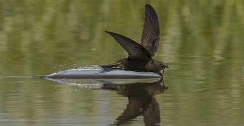 „Swift“ - ďalšia doska zo série zadných čiel